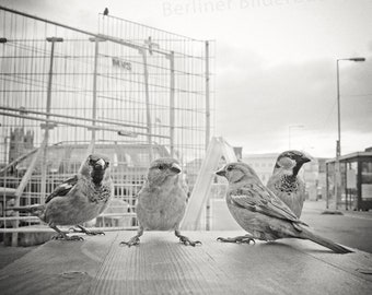 Fotografia “Spatzen-Bande”, stampa fotografica di alta qualità, Berlin Mitte, bianco e nero, seppia, 20 x 20 cm, regalo fotografico