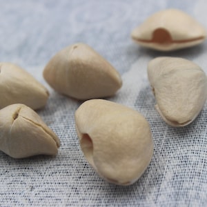 Peut inclure: Un ensemble de six petites gousses de graines séchées, de couleur beige clair, présentant une texture lisse et mate. Chaque gousse a une forme distincte légèrement pointue avec une petite ouverture ou indentation centrée sur la surface.