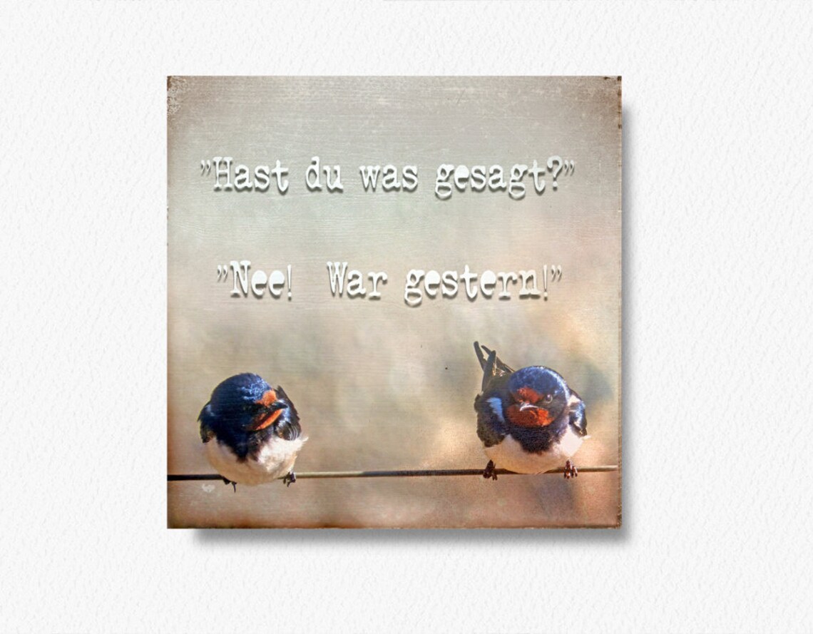 Lustiger Spruch SCHWALBENGESPRÄCHE Tierbild auf Holz Leinwand Etsy