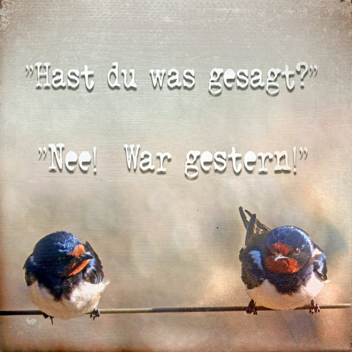 Lustiger Spruch SCHWALBENGESPRÄCHE Tierbild auf Holz Leinwand Etsy