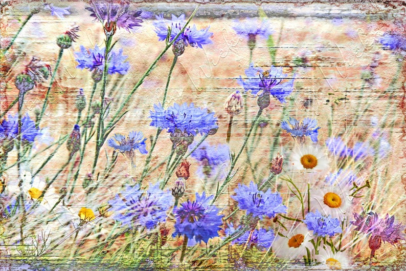 Blue CORNFLOWERS wall picture on wooden canvas art print summer flowers flower meadow wall decoration country house style Shabby Chic VintageArt buy cheaply image 9