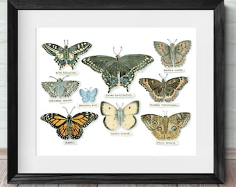 Butterfly collection watercolor art print.  Detailed biology, scientific, collector, lepidopterous, nature, forest painting reproduction