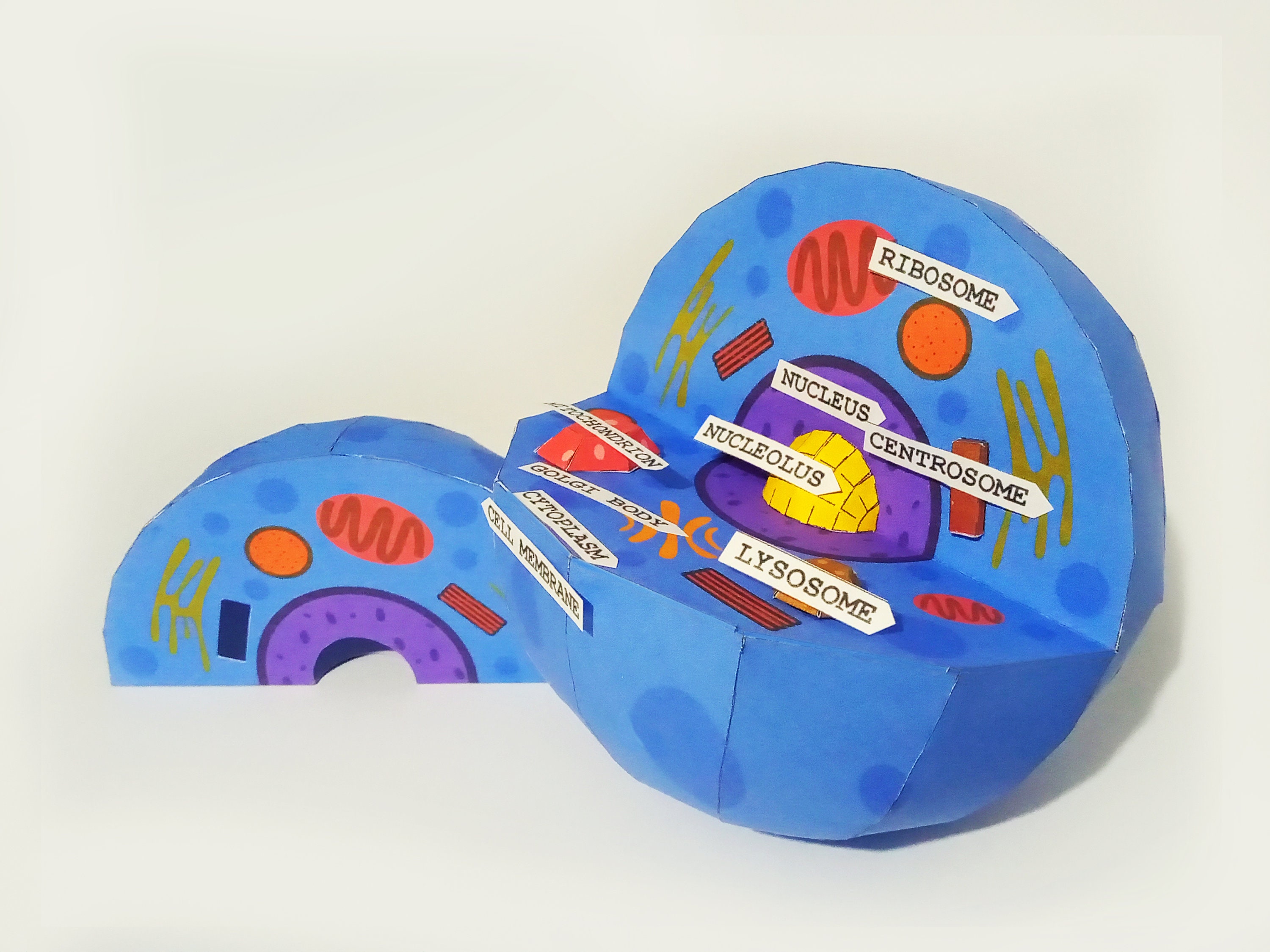 CELL PAPERCRAFT, Printable Animal Plant Cell, Education Papercraft, Diy