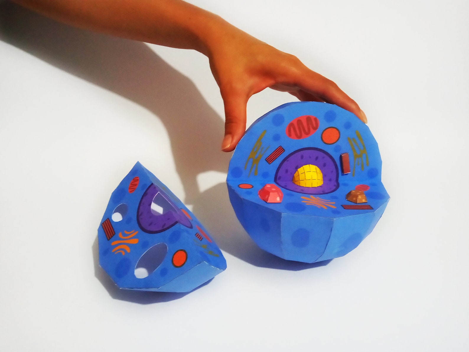 Animal cell educational papercraft PDF School Template Etsy