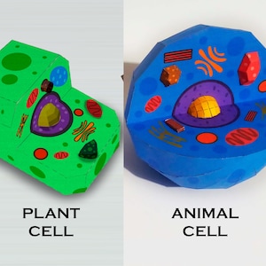 CELLULE PAPERCRAFT, Cellula vegetale animale stampabile, Papercraft educativo, PDF stampabile educativo fai da te Modello di papercraft scolastico stampabile