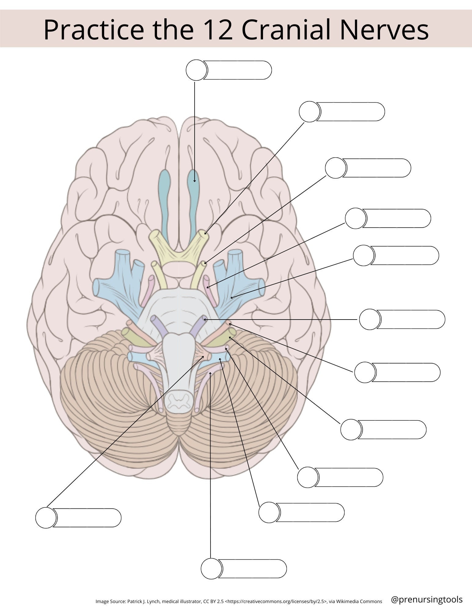 Cranial Nerves Worksheet Worksheet vrogue co Cranial Nerves Worksheet Worksheet vrogue co
