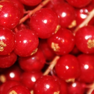 Rote Johannisbeere Portwein Fruchtaufstrich 50 g / 210 g Bild 4
