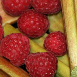 Rhubarb raspberry fruit spread 50 g / 210 g image 5