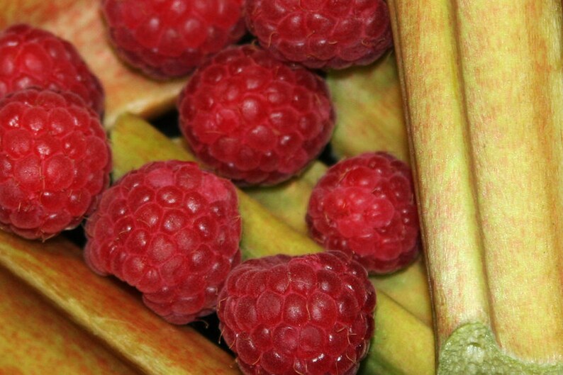 Rhubarb raspberry fruit spread 50 g / 210 g image 5