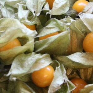 Erdbeere Physalis Fruchtaufstrich 50 g / 210 g Bild 6