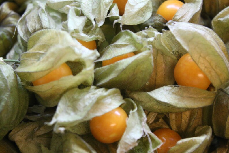 Erdbeere Physalis Fruchtaufstrich 50 g / 210 g Bild 6