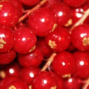 Erdbeere rote Johannisbeere Fruchtaufstrich 50 g / 100 g Bild 6