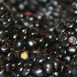 Aronia blackberry fruit spread 50 g / 210 g image 6