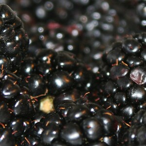 Brombeere Heidelbeere Holunderbeere schwarze Johannisbeere Fruchtaufstrich Schwarze Perlen 50 g / 210 g Bild 3