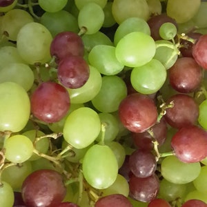 Weintraube Weißwein Winzerfrühstück Fruchtaufstrich 50 g / 210 g Bild 3