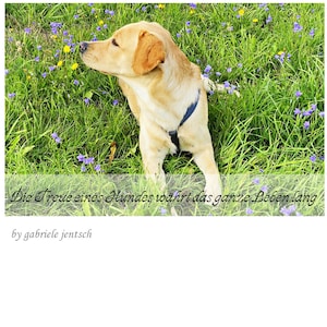 Karte Grußkarte mit Sprüchen und Motiv Hund auf Wunsch individualisierbar und personalisierbar handgemacht handmade aus eigenem Bildmaterial