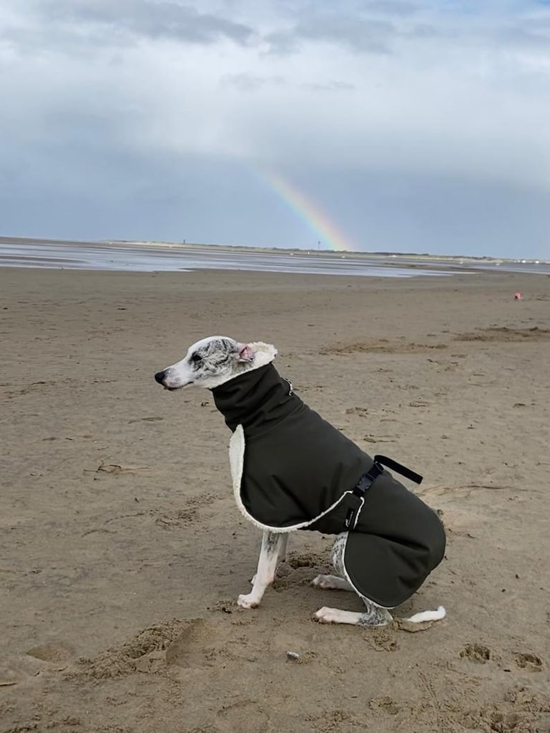 Whippet Mantel mit Bauchlatz, Softshell khaki, gefüttert mit Baumwoll-Teddyplüsch natur oder grau, 5 Größen Bild 8