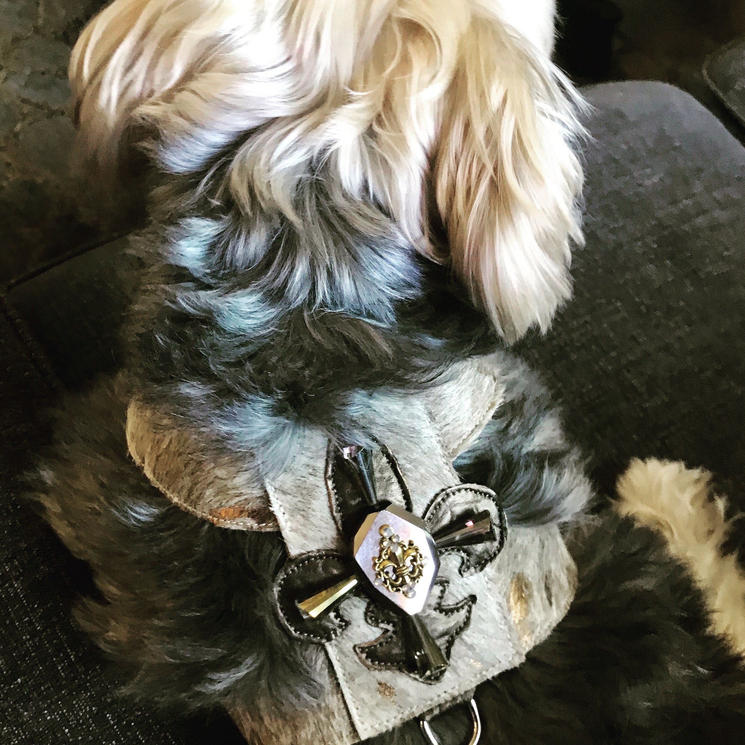dog harness accessories