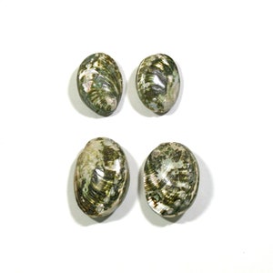 May include: Four green, brown, and iridescent abalone shells. The shells are oval shaped and have a smooth, shiny surface.