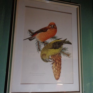 Mid Century*Vintage*Image*Print*Art Print*Noble Frame*Two Birds*Beautiful