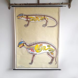 Puede incluir: Antigua lámina educativa con ilustraciones anatómicas detalladas de un lagarto y un gato. Los diagramas muestran los órganos internos en sección transversal, con colores vibrantes sobre un fondo beige. La lámina está montada en una barra negra.