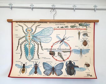 antique school wall map, vintage wall map, map, roll-up map, teaching aid, school map, insects, butterfly, shabby chic, brocante