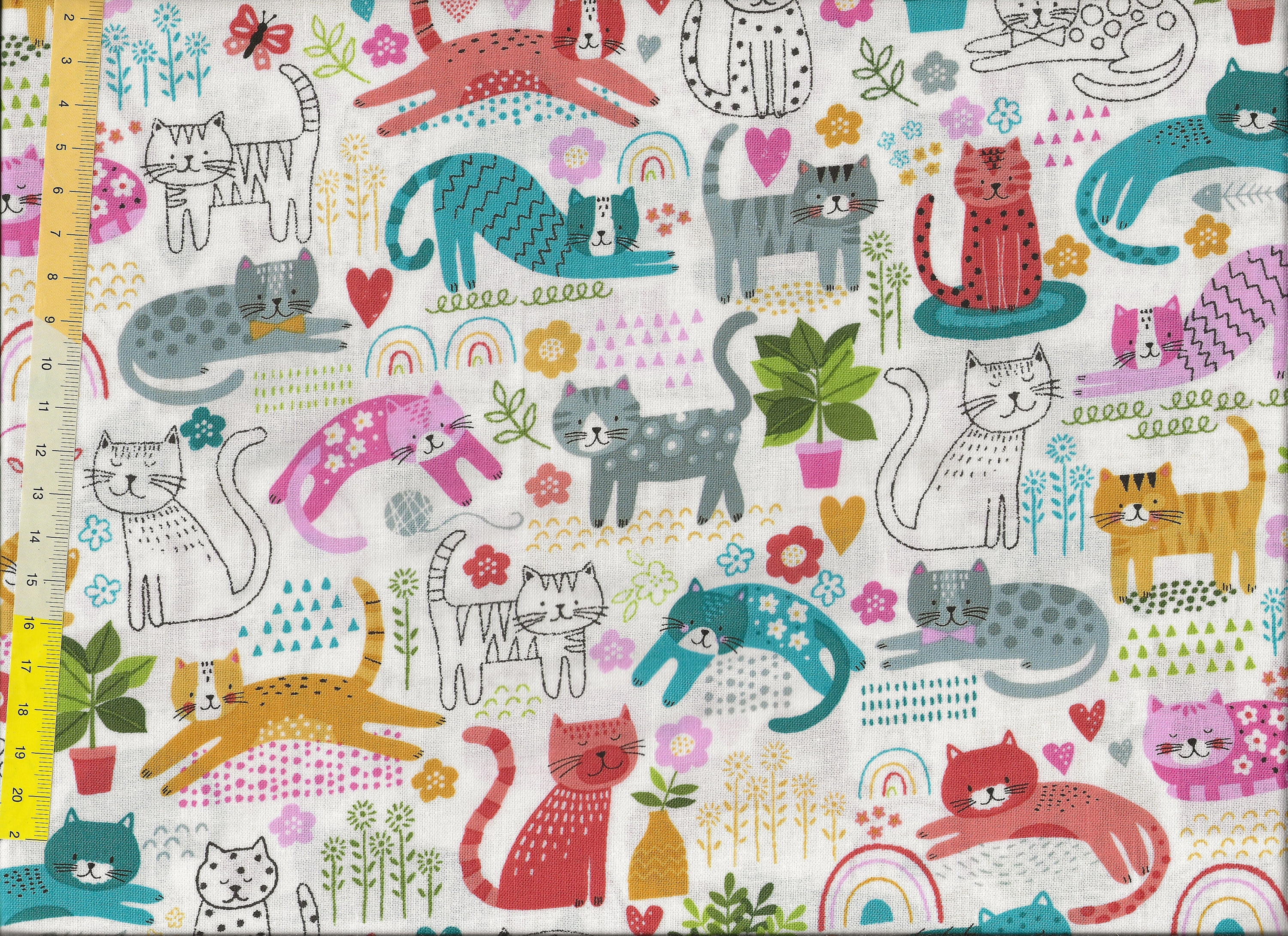 Schnurrhaare bei kätzchen