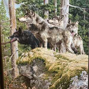 Peut inclure: Un groupe de quatre loups se tenant sur un affleurement rocheux dans un cadre forestier. Les loups regardent le spectateur. Les loups sont un mélange de fourrure grise et noire. La forêt est luxuriante et verte.