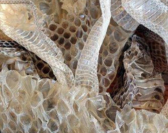 Snake Shed Pieces: Royal Python, Boa, Corn Snake - Craft & Curios
