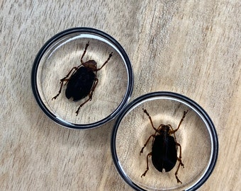Pair 28mm surgical steel yellow and black beetle beetleplugecarteur28mm