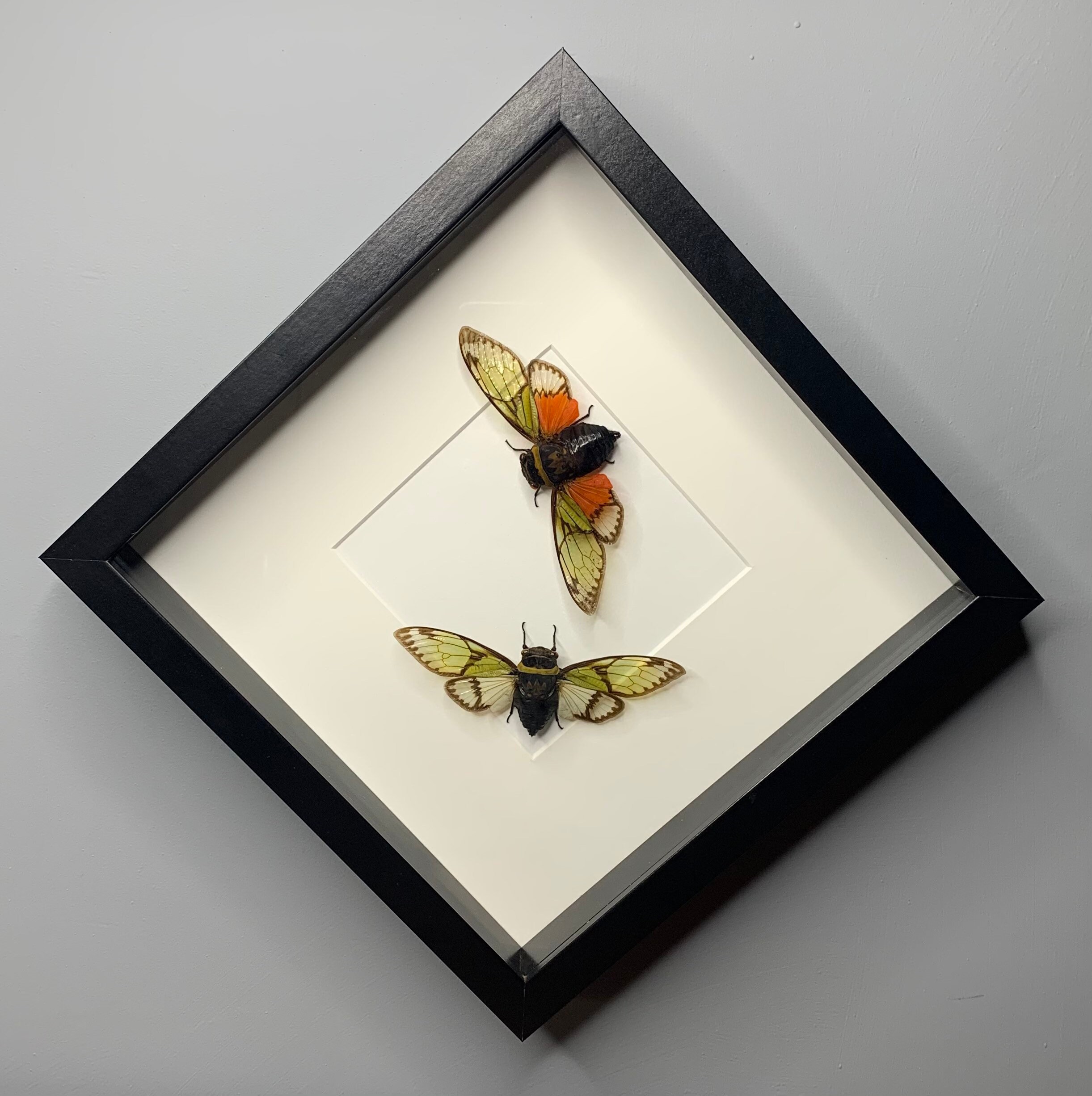 Cadre Cigale/Corpse Insect Tim&fred