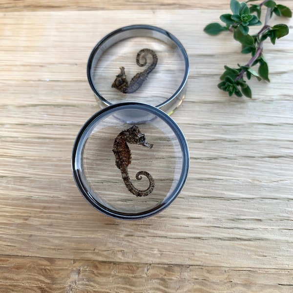 20mm seahorse / plug /body insect