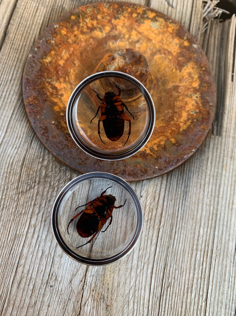 surgical steel bicolor Pair of Plug 28mm beetles