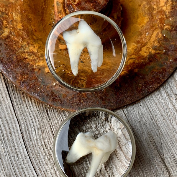 25mm teeth / plug / Insect Body