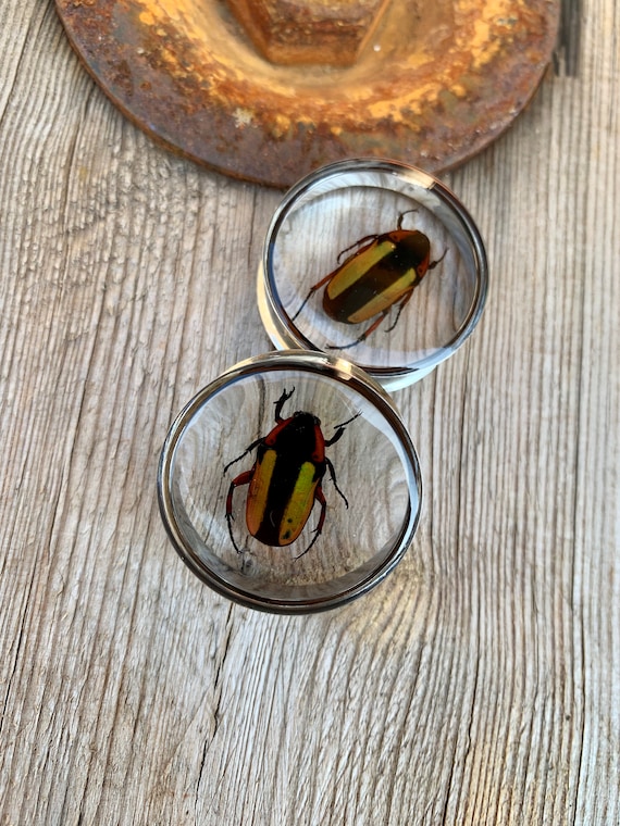 surgical steel bicolor Pair of Plug 28mm beetles