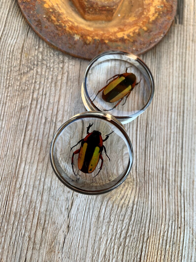 surgical steel bicolor Pair of Plug 28mm beetles