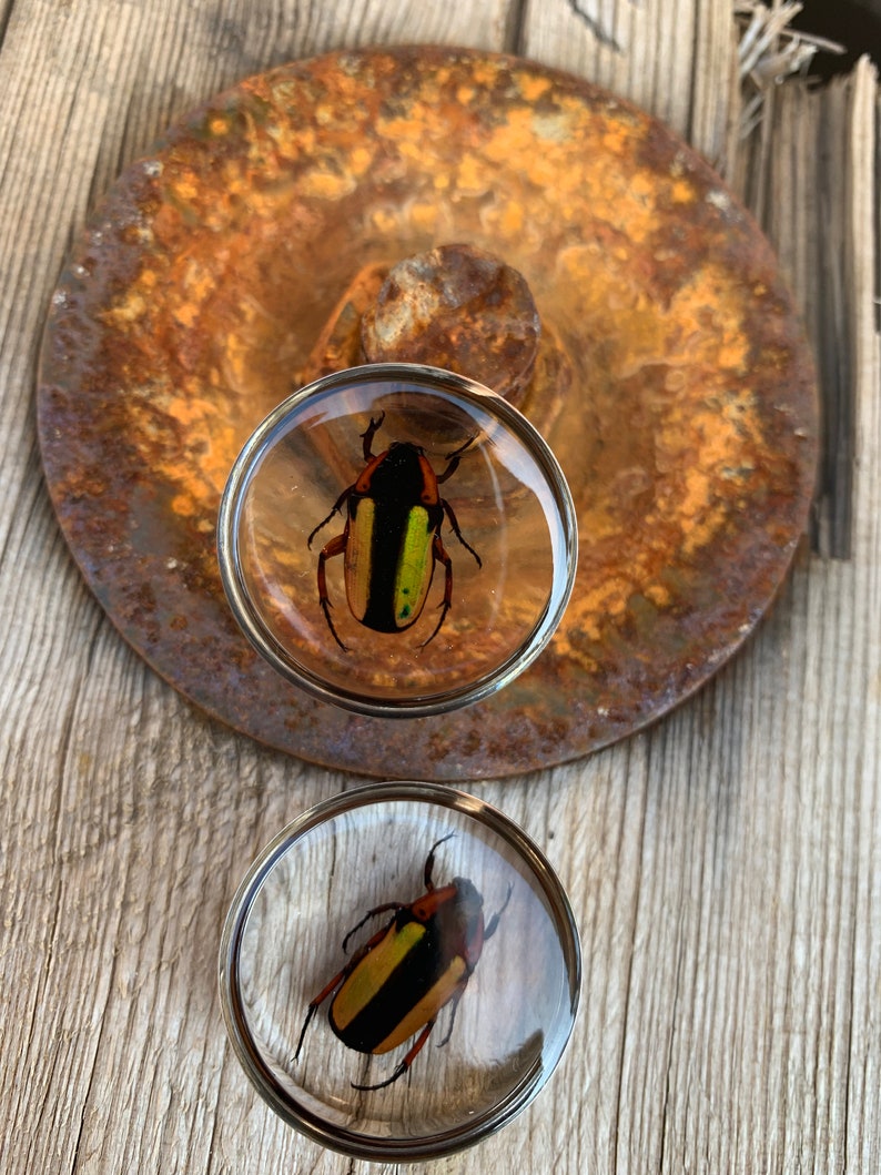 surgical steel bicolor Pair of Plug 28mm beetles