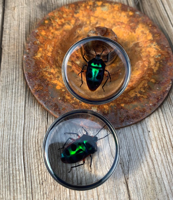 surgical steel bicolor Pair of Plug 28mm beetles