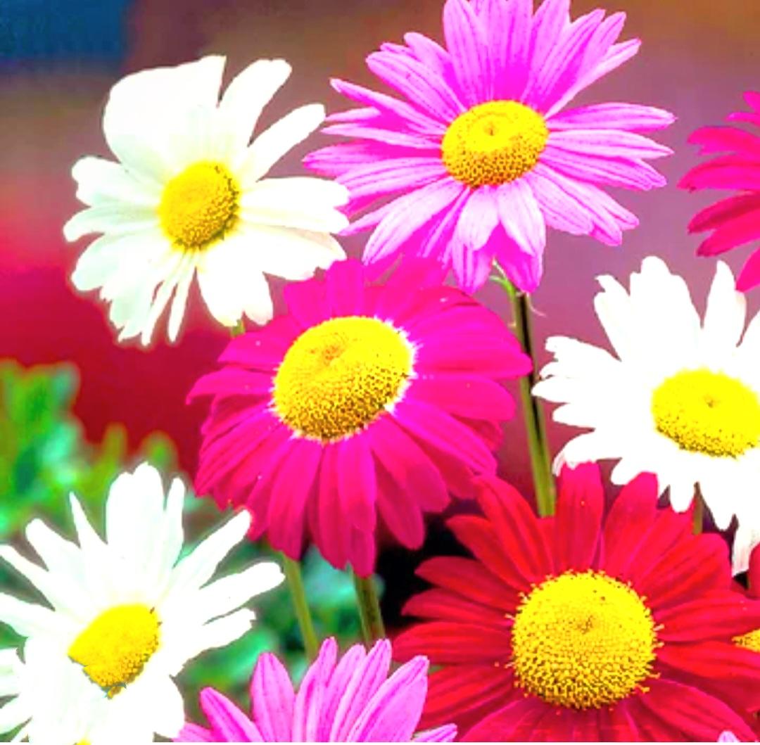 Painted Daisy Seeds: Mixed Colors Perennial Pyrethrum Tanacetum - Etsy