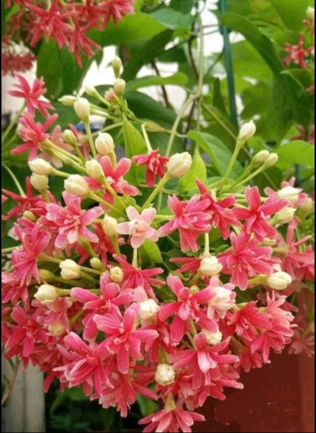 5 Rangoon Creeper Seeds: Red Pink Quisqualis Indica Flower