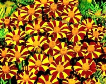 Gazania Striped Mix Flower Seeds: Rare Treasure Flower Ground Cover
