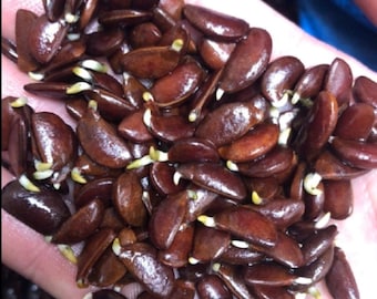 120 Seed Japanese Persimmon for Planting Non GMO Heirloom FuYu Persimmon