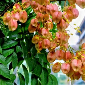 May include: A close-up of a branch of a tree with many pink and orange seed pods. The pods are heart-shaped and have a delicate texture.