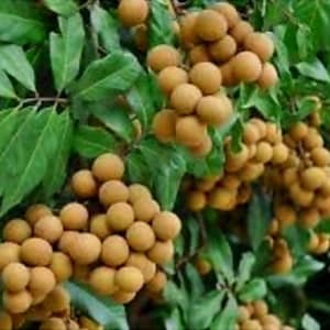 May include: A close-up of a longan tree branch laden with ripe, golden-brown longan fruit. The fruit is clustered together in bunches, and the leaves are a vibrant green.