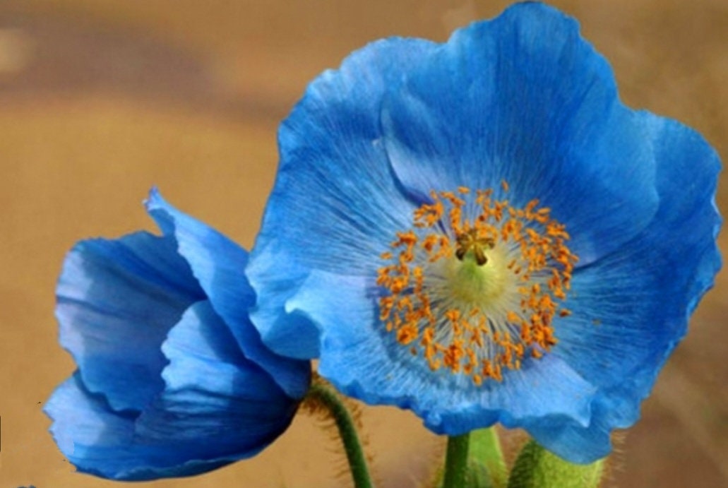 8000 Blue Papaver Rhoeas Seeds Poppy Heirloom Rare Poppies Himalayan Meconopsis Flower Seeds