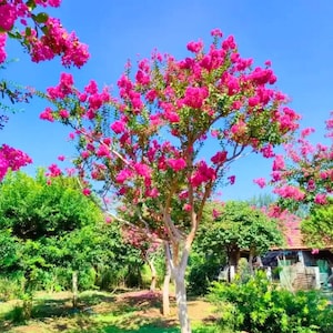 120 Crepe Myrtle Tree Seeds Lagerstroemia Indica Deciduous Flowering Tree Fast Growing, Ornamental Shrub