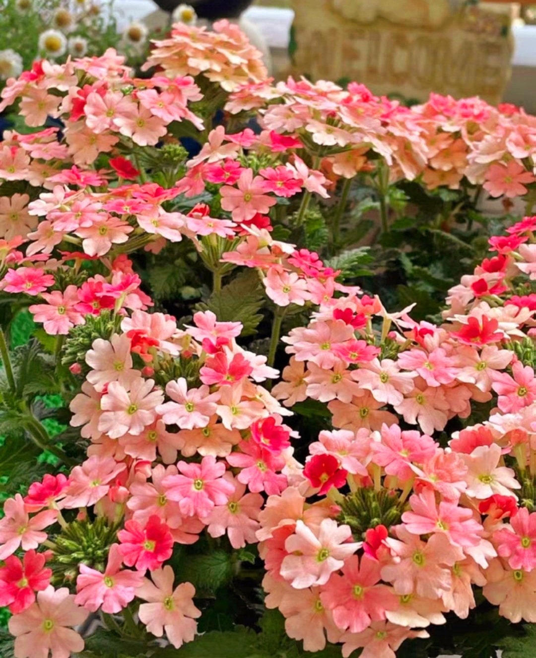 その他観葉植物 BambinowhitevarNo7BackvelvetNinjavarNo7 Knighthood Blackhaw Viburnum (Viburnum prunifolium 'Knizam