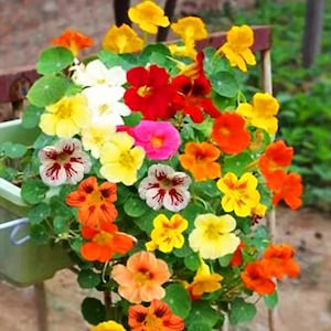 May include: A hanging basket overflowing with colorful nasturtium flowers. The flowers are in shades of red, orange, yellow, pink, and white. The flowers are blooming in a variety of shapes and sizes.