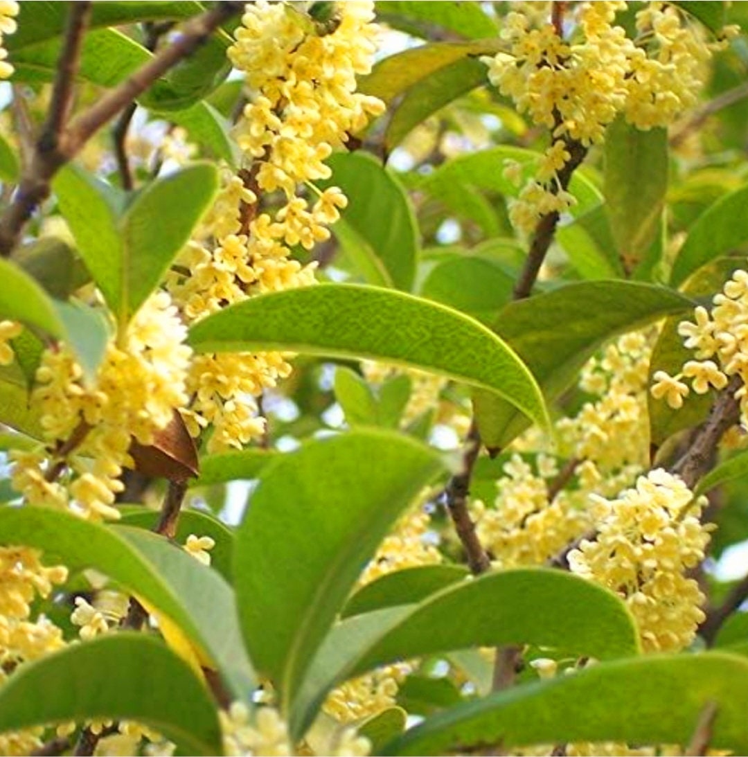 35 Mixed Osmanthus Flower Seeds Fragrans Yellow Orange Bonsai Sweet Olive -  Etsy