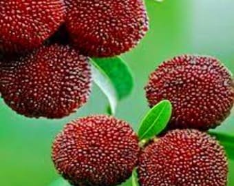 50 Chinese Bayberry Seeds: Myrica Edible Fruit, Fragrant Leaves - Fresh